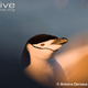 Illustration for article titled Flightless Friday - The Complete Penguin